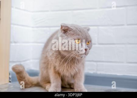 Cat sitting on the floor and looking. Stock Photo
