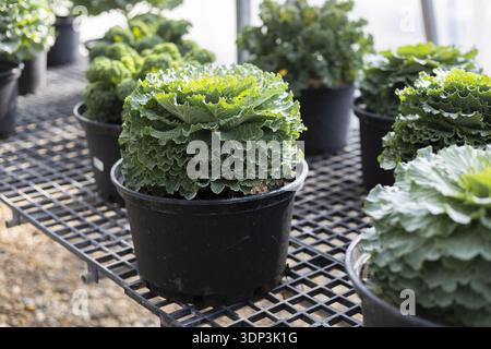 Fresh ornamental cabbage and flowering kale plants growing in greenhouse. These vibrant green plants in black pots are arranged on nursery shelf for s Stock Photo