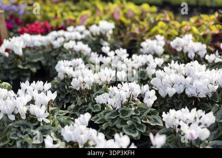 Beautiful bed of white cyclamen flowers with vibrant green leaves blooming in garden. fresh petals stand out against soft, colorful background of othe Stock Photo