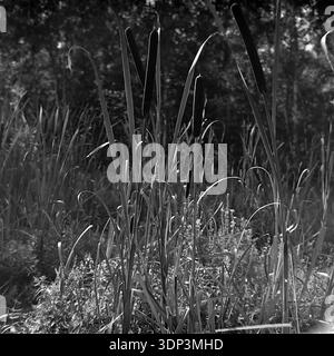 Donetsk region, Ukraine, USSR. Autumn 1960s. A detailed square archival nature shot capturing a cluster of tall bulrushes, also known as cattails or reed mace, growing on the marshy bank of a river or lake. The black and white image highlights the velvety texture of the cylindrical dark seed heads and the sharp vertical lines of the long grass-like leaves. The background is a soft blur of wetland vegetation. A peaceful botanical study reflecting the quiet beauty of the wild Donbas flora before the war. Stock Photo