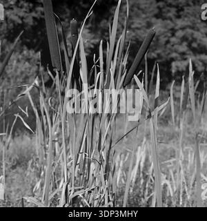 Donetsk region, Ukraine, USSR. Autumn 1960s. A detailed square archival nature shot capturing a cluster of tall bulrushes, also known as cattails or reed mace, growing on the marshy bank of a river or lake. The black and white image highlights the velvety texture of the cylindrical dark seed heads and the sharp vertical lines of the long grass-like leaves. The background is a soft blur of wetland vegetation. A peaceful botanical study reflecting the quiet beauty of the wild Donbas flora before the war. Stock Photo