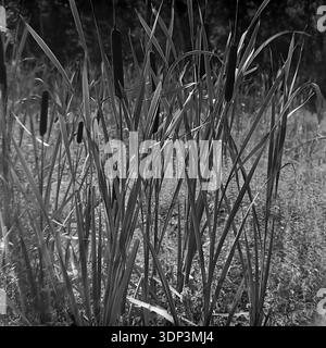 Donetsk region, Ukraine, USSR. Autumn 1960s. A detailed square archival nature shot capturing a cluster of tall bulrushes, also known as cattails or reed mace, growing on the marshy bank of a river or lake. The black and white image highlights the velvety texture of the cylindrical dark seed heads and the sharp vertical lines of the long grass-like leaves. The background is a soft blur of wetland vegetation. A peaceful botanical study reflecting the quiet beauty of the wild Donbas flora before the war. Stock Photo