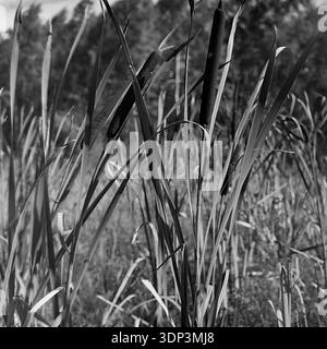 Donetsk region, Ukraine, USSR. Autumn 1960s. A detailed square archival nature shot capturing a cluster of tall bulrushes, also known as cattails or reed mace, growing on the marshy bank of a river or lake. The black and white image highlights the velvety texture of the cylindrical dark seed heads and the sharp vertical lines of the long grass-like leaves. The background is a soft blur of wetland vegetation. A peaceful botanical study reflecting the quiet beauty of the wild Donbas flora before the war. Stock Photo