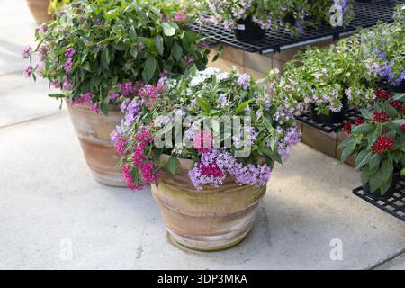 Cheerful display of vibrant pink and purple flowers blooming in rustic terracotta pot at garden center. fresh plant arrangement sits on concrete floor Stock Photo