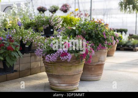 Serene garden nursery with vibrant pink and purple flowers blooming in rustic terracotta pots. beautiful display of flora inside sunlit greenhouse evo Stock Photo