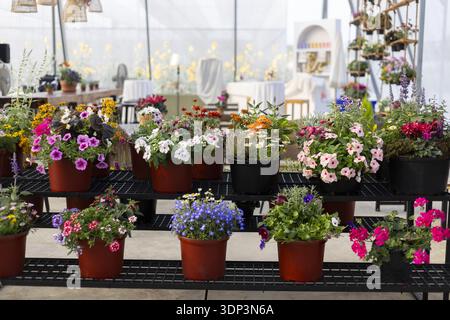 Cheerful and colorful display of potted flower plants in garden center greenhouse. Various vibrant spring flowers for sale in nursery shop for gardeni Stock Photo