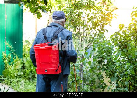 Man sprays garden plants with pest control liquid. Red backpack sprayer in use. Protecting agriculture from parasites. Horticulture treatment outdoors Stock Photo