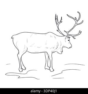 Reindeer with antlers, black and white sketch. Vector illustration. Arctic animals, drawing isolated on a white background. Concept of the tranquility Stock Vector