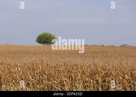 Dry corn plants in the field Stock Photo