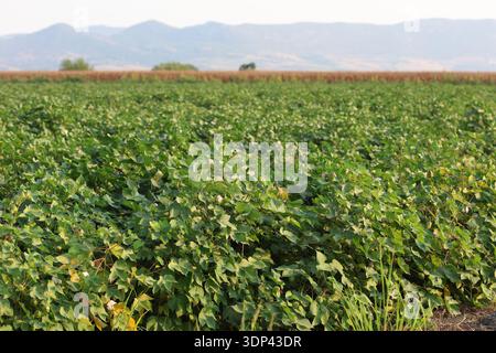 cotton plants in the field with cotton ball Stock Photo