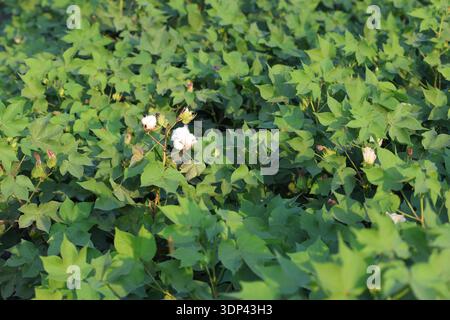 close up of cotton bloom Stock Photo