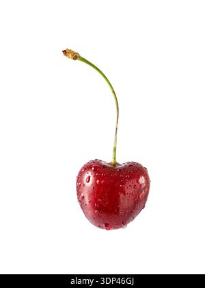 Juicy red cherry berry with water drops isolated on white background. Card with copy space Stock Photo