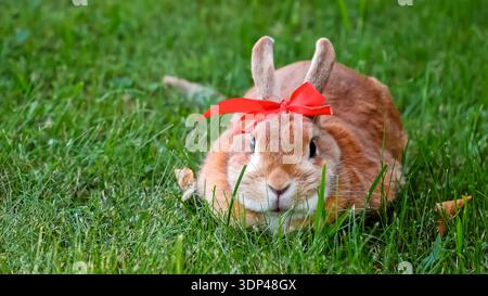 Cute Easter bunny. Red rabbit wearing a red ribbon bow on its head, looking at camera sitting still outdoors on green grass background. Farm animal Stock Photo