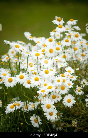 Leucanthemum vulgare ‘Giant Daisy’ (Oxeye daisy cultivar) developing seed head with dried floral remains and soft blurred background Stock Photo
