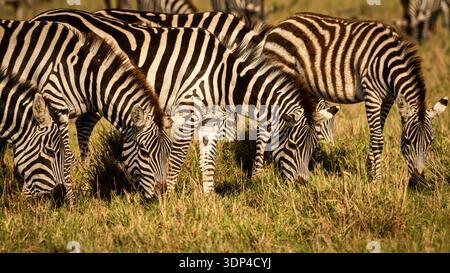 Zebras have a very special fascination. We love horses, hence we love ...