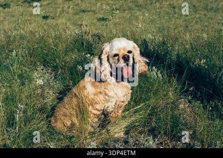 A small, golden Cocker Spaniel sits in a grassy field. The dog has long, wavy fur and a happy expression, with its tongue out. Stock Photo