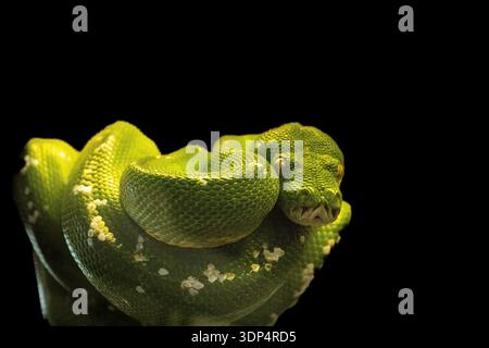 Green Tree Python (Morelia viridis) looks very similar to the Emerald Green boa but has a more rounded head. coiled up in a branch. 05/2023 Stock Photo