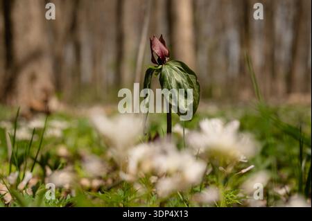 Trillium sessile blooming among spring forest wildflowers Stock Photo