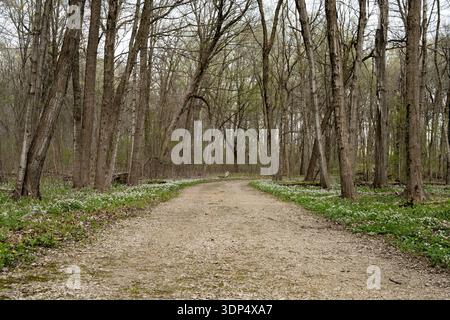 Gravel path winding through spring forest wildflowers Stock Photo