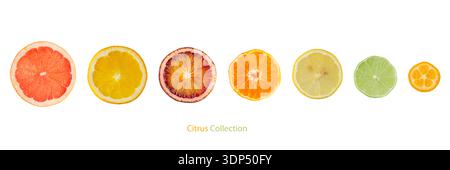 Citrus fruits collection. Set slices of fresh juicy grapefruit, orange, blood orange, tangerine, lemon, lime and kumquat fruits isolated on white back Stock Photo