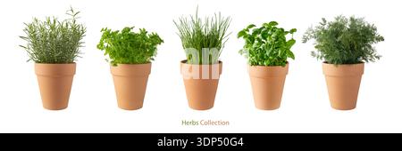 Potted aromatic food herbs collection for garden or home. Basil, rosemary, parsley, dill and green onion plants in clay pots isolated on white backgro Stock Photo