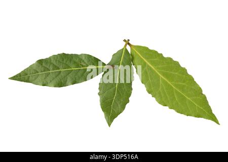 Fresh harvesting green bay leaves isolated on white background. Aromatic spicy ingredient for cuisine. Seasoning card. Stock Photo