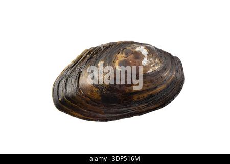 Closed one wild dark brown mussel isolated on white background. Duck mussel (Anodonta anatina) is European freshwater mollusk Stock Photo