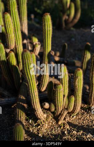 Group of columnar green cacti growing in dry desert ground under warm sunlight, showing resilience and natural beauty in xeric conditions Stock Photo
