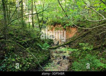 A small winding stream flows through a lush green woodland, carving into a sandy bank with exposed, reddish soil. The surrounding forest is dense with Stock Photo