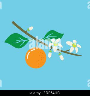 Branch with Orange blossoms and fruit on sky blue background vector illustration Stock Vector
