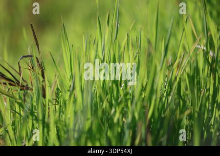 Sunlit Vibrant Young Green Grass Blades in a Spring Meadow Stock Photo