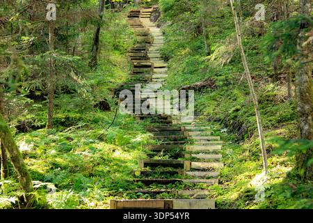 A wooden staircase trail ascends through a lush green forest. The steps, made of sturdy wooden planks, zigzag upwards amidst dense foliage. Tall trees Stock Photo