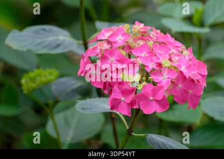 Hydrangea macrophylla Westfalen, Hortensia-type flowerheads deep violet-purple or crimson, soil dependent Stock Photo