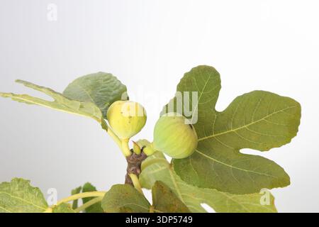 figs and fig leaves isolated on white background Stock Photo