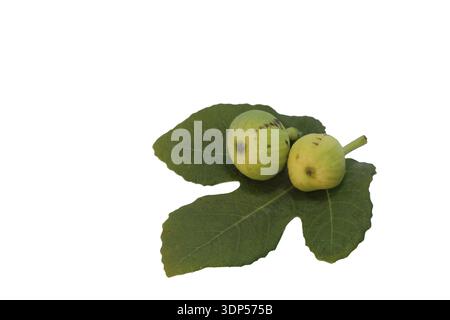 fig leaf and fig fruits isolated on white background Stock Photo
