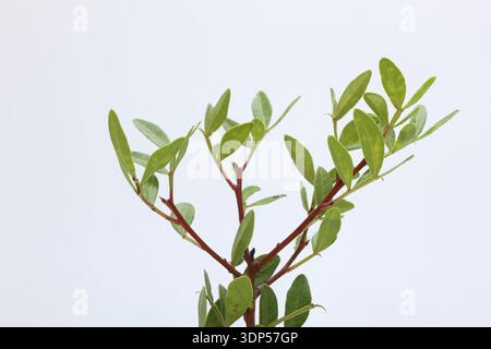 brunch of Pistacia lentiscus isolated on white background Stock Photo