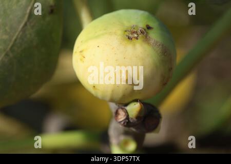 ripening green figs on tree Stock Photo