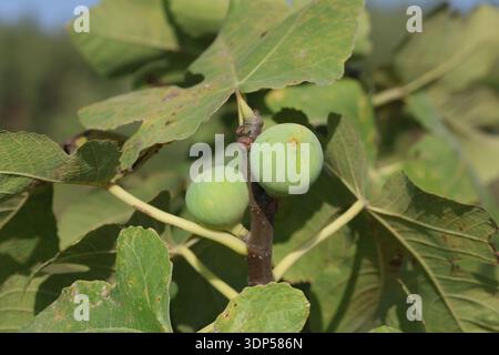 ripening green figs on tree Stock Photo