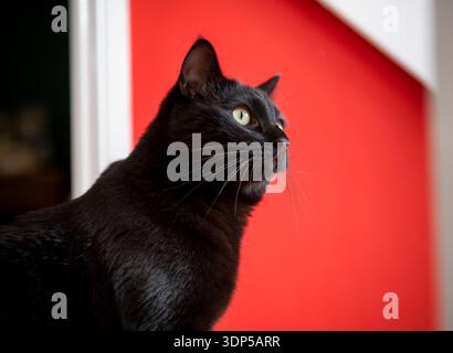 A glossy black cat on a clear red background with big whiskers looks right of camera Stock Photo