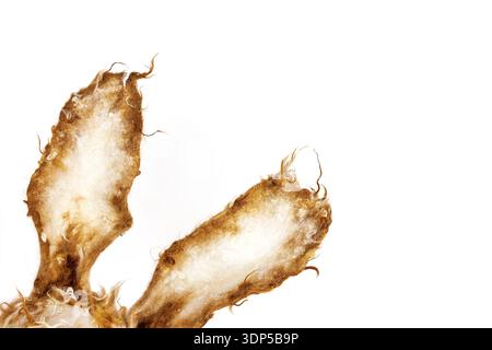 Closeup of felted wool bunny ears made from carded wool and sheep locks, isolated on a white background with copy space. Stock Photo