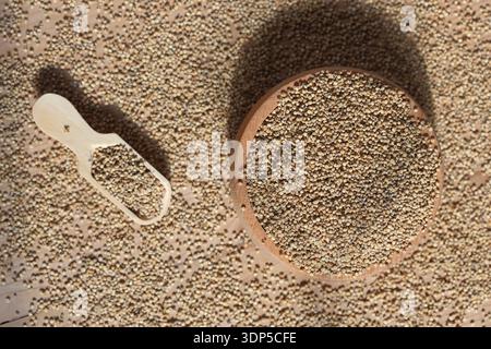 quinoa (Chenopodium quinoa) seeds that is grown for its tiny edible seeds. Stock Photo