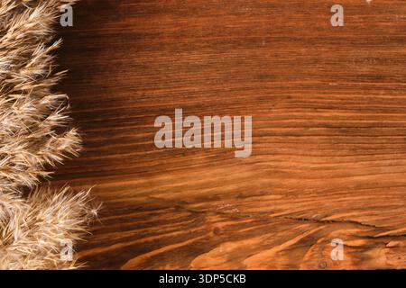 Dried wild reed plumes on background of an old wooden board. Warm wood texture with distinct annual rings Stock Photo