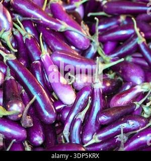 Pile of fresh purple eggplants at market stall, glossy skins, organic vegetables background, healthy produce display, natural food texture. Stock Photo
