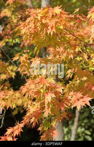 Acer palmatum Sango kaku in autumn. Vibrant foliage of Acer palmatum Sango kaku, also called Coral bark maple, in early autumn Stock Photo