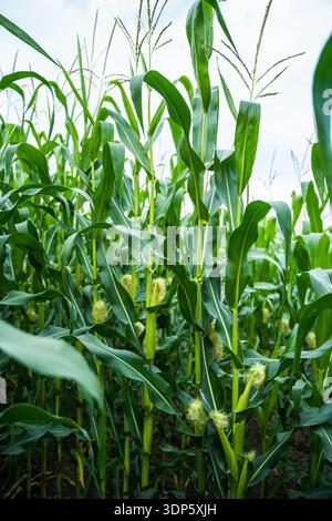 Tall corn stalks with vibrant green leaves and emerging baby corncobs Stock Photo