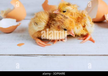 Two small newborn chicks are resting on wooden surface surrounded by broken egg shells after hatching Stock Photo