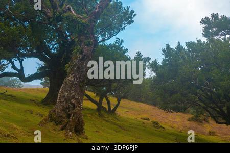 Ancient laurel forest trees in Fanal Madeira. Stock Photo