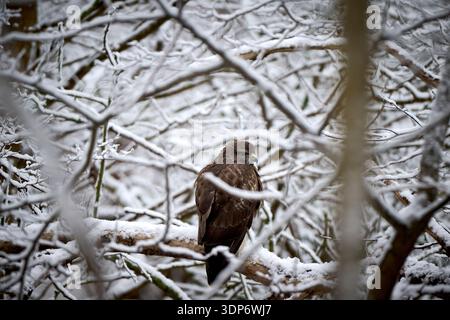 Westduinpark, The Hague, South Holland, Netherlands - 01 07 2026: Buzzard om a branch of a tree in a forest in the dunes in the winter. Stock Photo