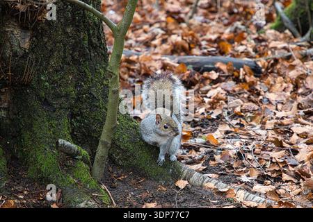 Grey Squirrel Foraging Amongst the Leaves Stock Photo