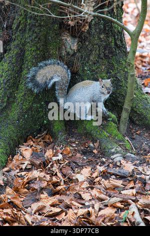 Grey Squirrel Foraging Amongst the Leaves Stock Photo